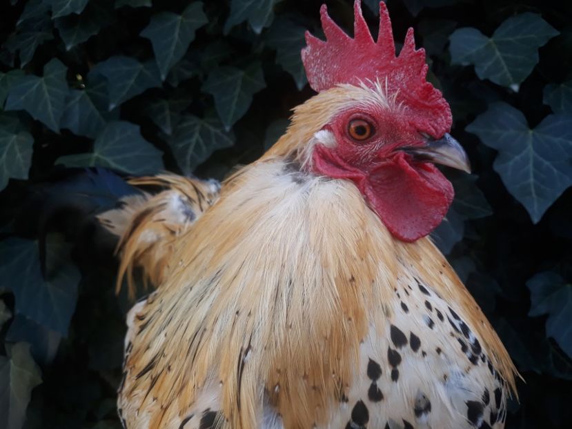  - Sectiunea 1A-Gaini mii de flori -oua si puisori!
