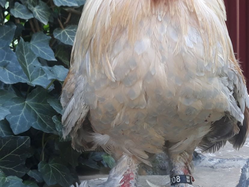  - Sectiunea 1A-Gaini mii de flori -oua si puisori!