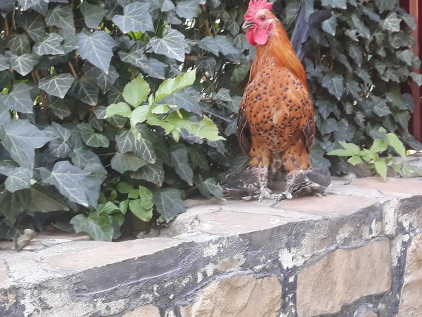  - Sectiunea 1A-Gaini mii de flori -oua si puisori!