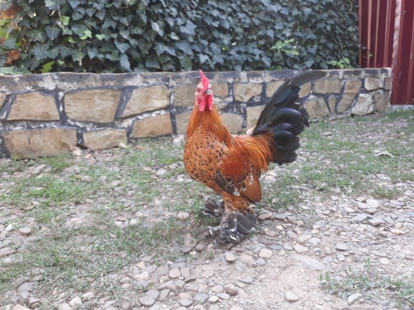  - Sectiunea 1A-Gaini mii de flori -oua si puisori!