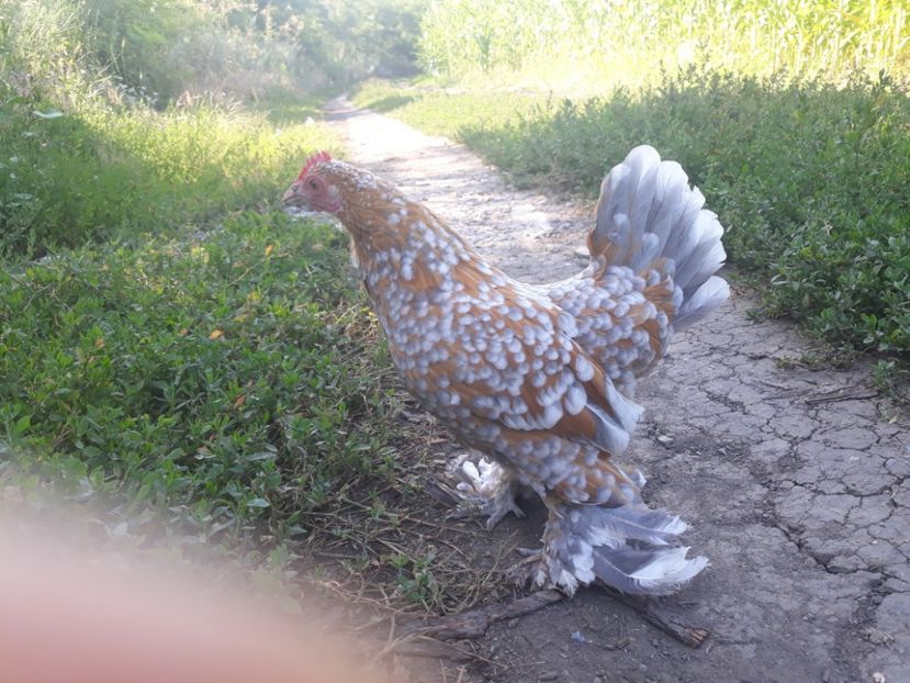  - Sectiunea 1A-Gaini mii de flori -oua si puisori!