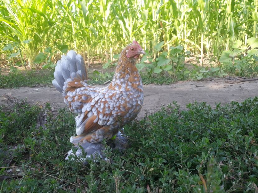 - Sectiunea 1A-Gaini mii de flori -oua si puisori!