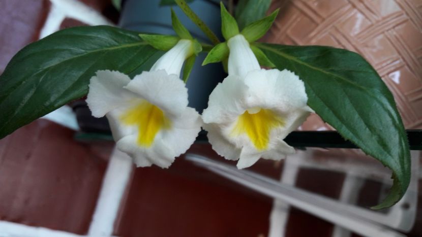  - Glabrata v Oro - pierdut