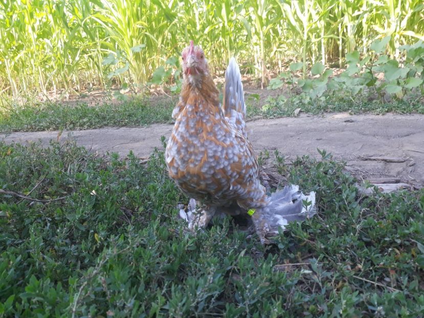  - Sectiunea 1A-Gaini mii de flori -oua si puisori!