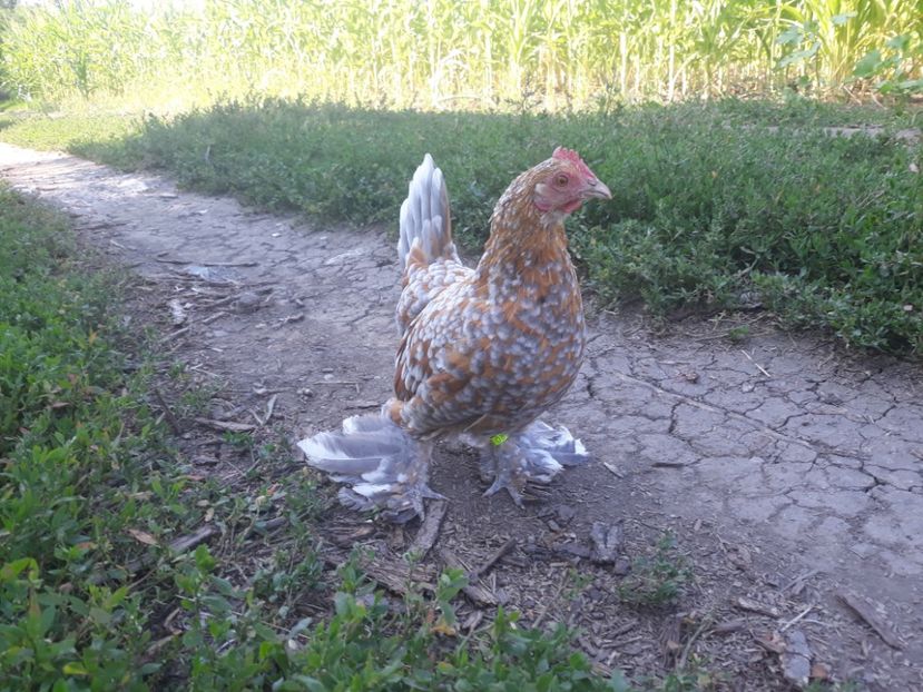  - Sectiunea 1A-Gaini mii de flori -oua si puisori!