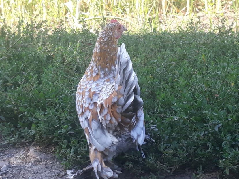  - Sectiunea 1A-Gaini mii de flori -oua si puisori!