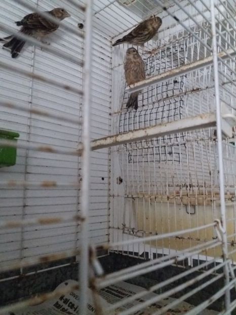 hibrizi petrusi - pui hibrizi petrusi si canarusi 2019