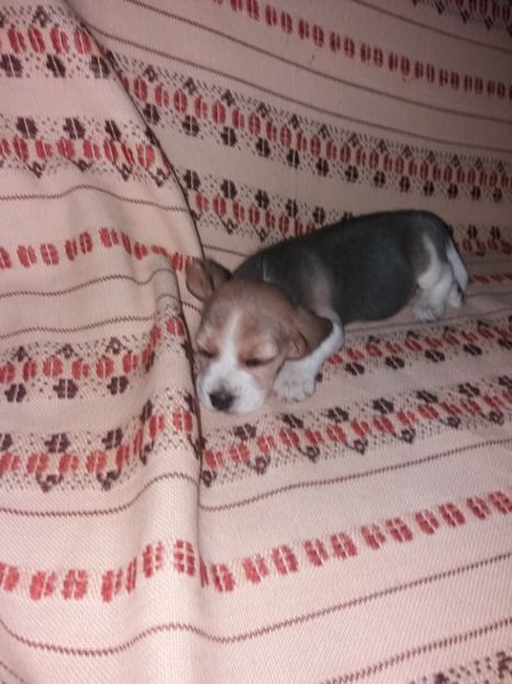  - vanatoare si pescuit