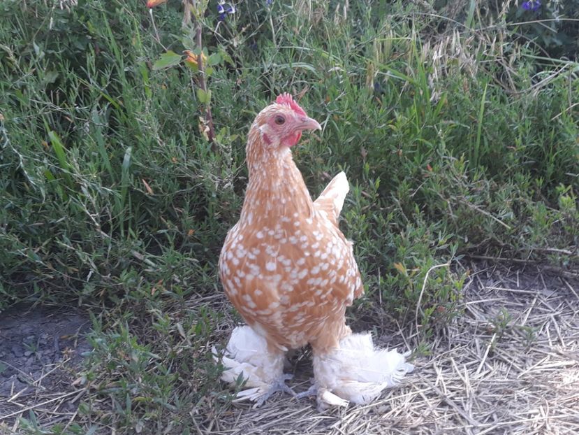  - Sectiunea 1A-Gaini mii de flori -oua si puisori!