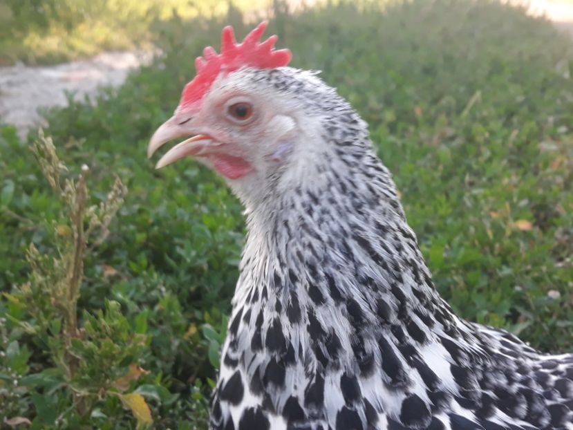  - Sectiunea 1A-Gaini mii de flori -oua si puisori!