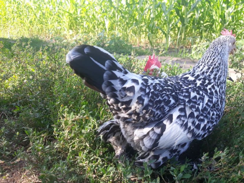  - Sectiunea 1A-Gaini mii de flori -oua si puisori!