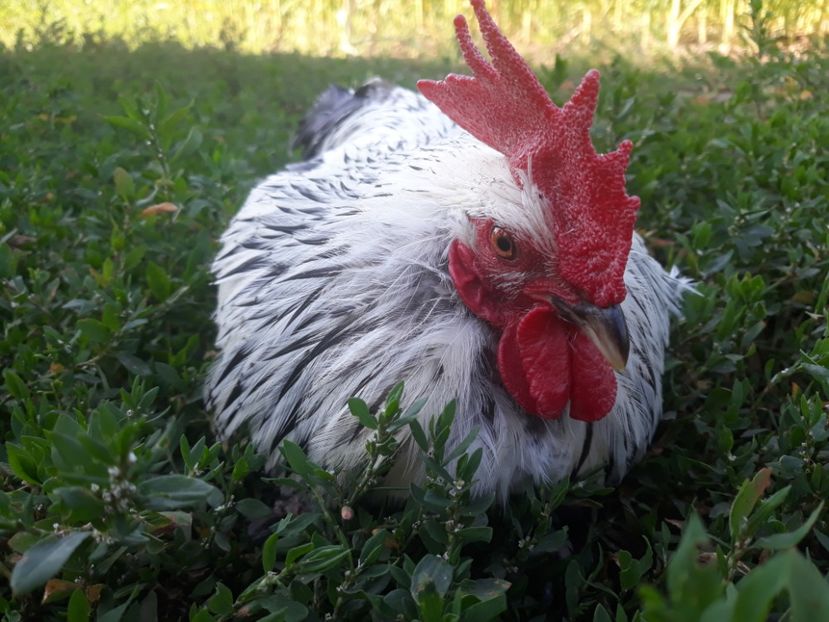  - Sectiunea 1A-Gaini mii de flori -oua si puisori!