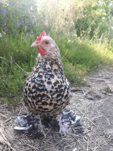  - Sectiunea 1A-Gaini mii de flori -oua si puisori!