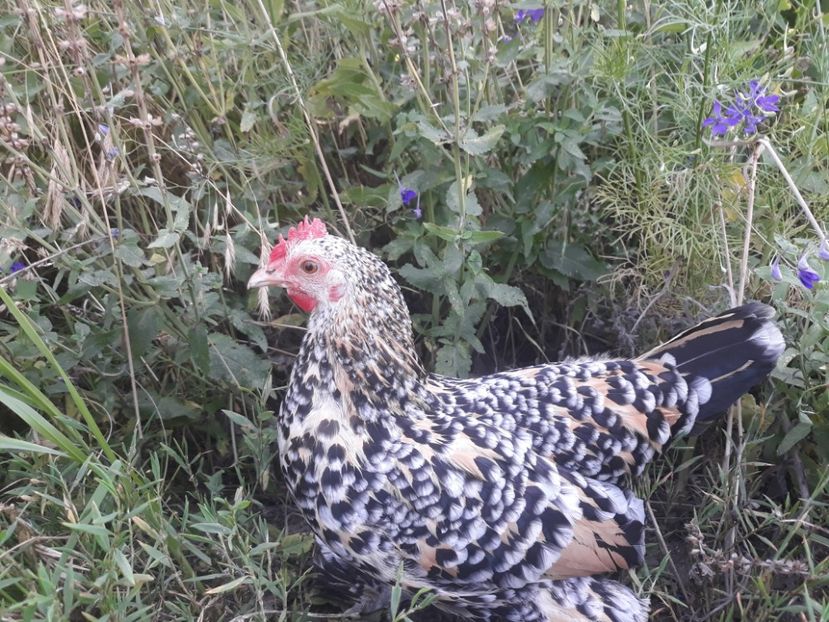  - Sectiunea 1A-Gaini mii de flori -oua si puisori!