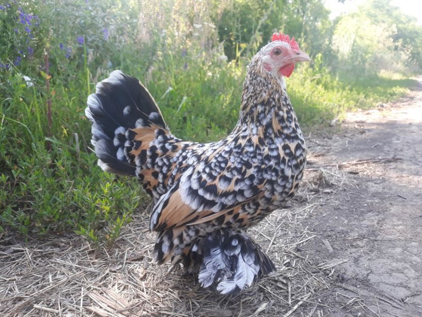  - Sectiunea 1A-Gaini mii de flori -oua si puisori!