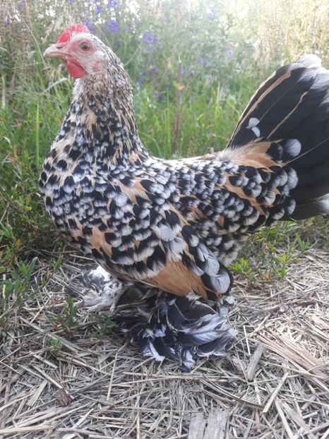  - Sectiunea 1A-Gaini mii de flori -oua si puisori!