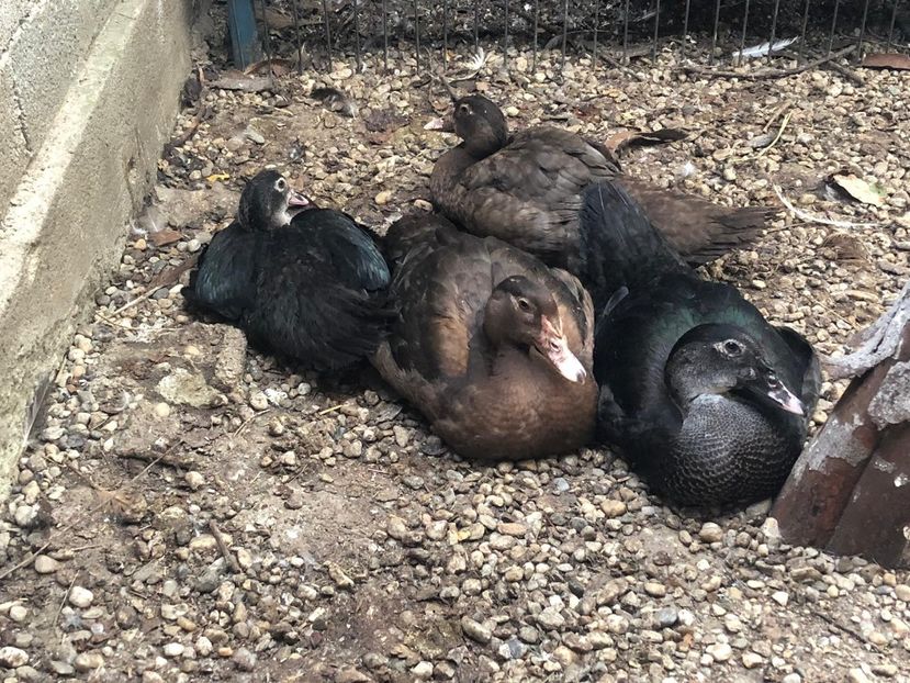  - Bomboane asortate 2019