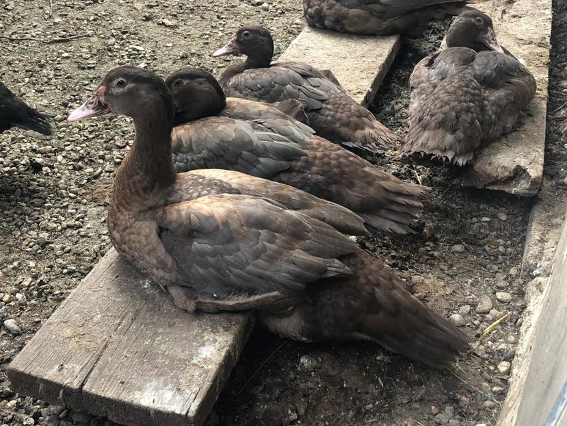  - Bomboane asortate 2019