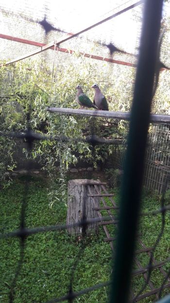 DE VANZARE 100 EURO PERECHEA - DE VANZARE TOATE PASARILE