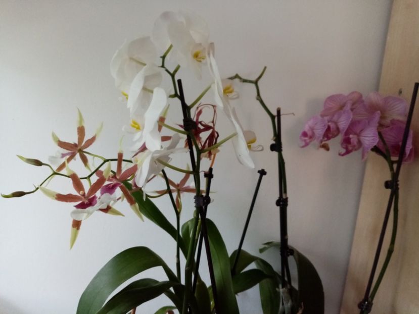  - Orhidee 2019