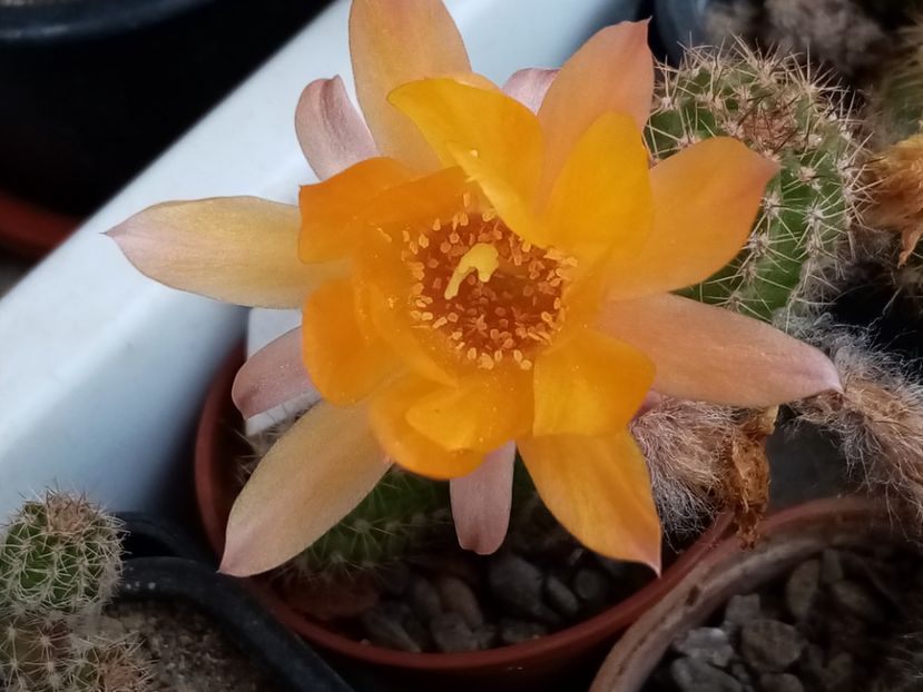  - Cactusi si suculente 2019