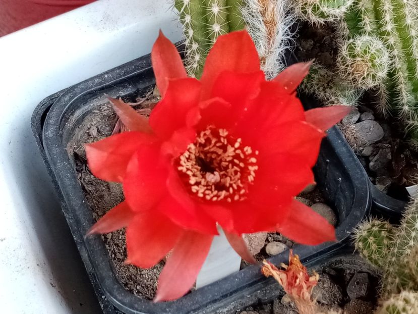  - Cactusi si suculente 2019