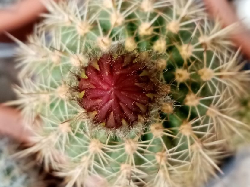  - Cactusi si suculente 2019