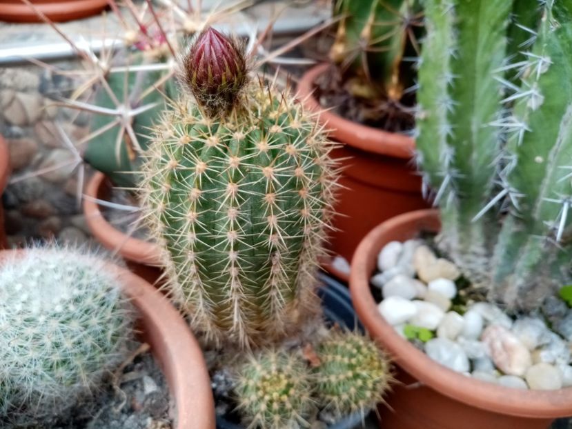 - Cactusi si suculente 2019