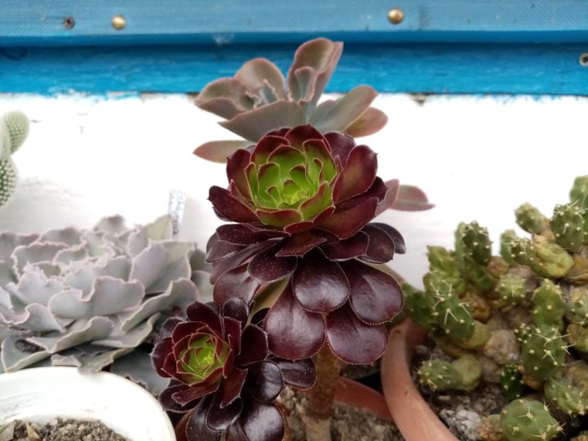  - Cactusi si suculente 2019