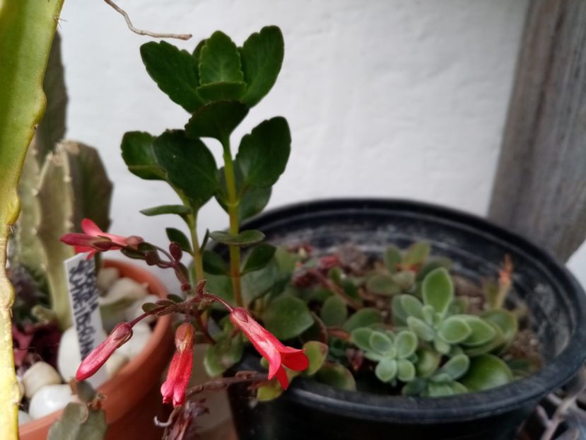  - Cactusi si suculente 2019