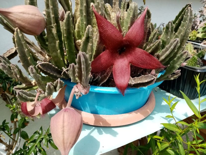  - Cactusi si suculente 2019