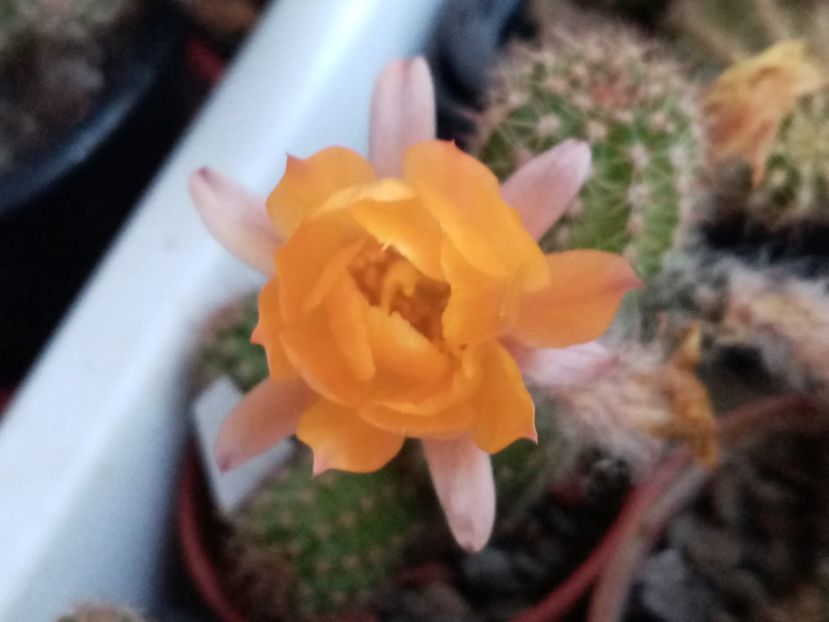  - Cactusi si suculente 2019