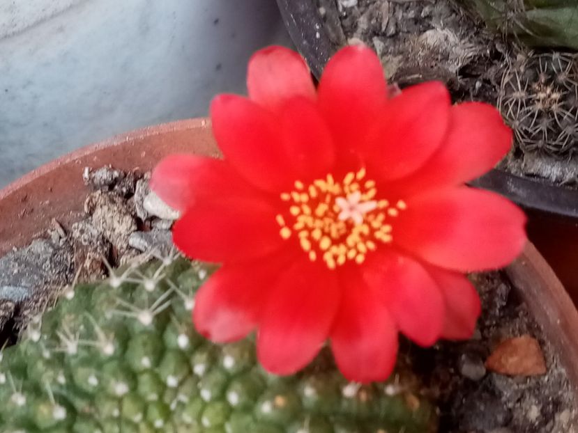  - Cactusi si suculente 2019