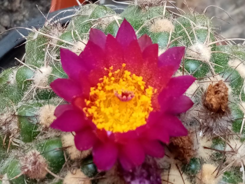 - Cactusi si suculente 2019