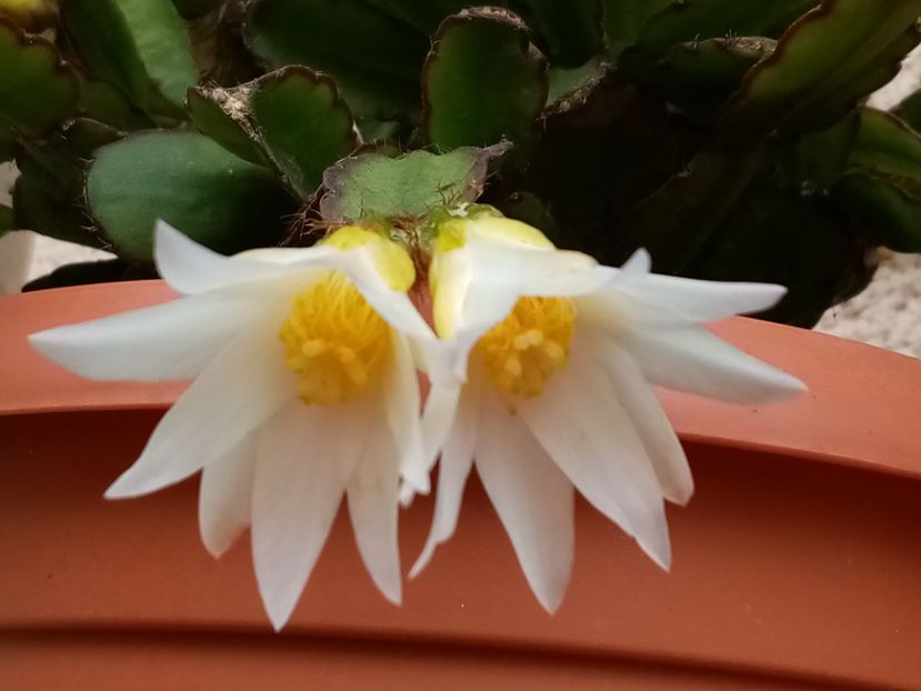  - Cactusi si suculente 2019