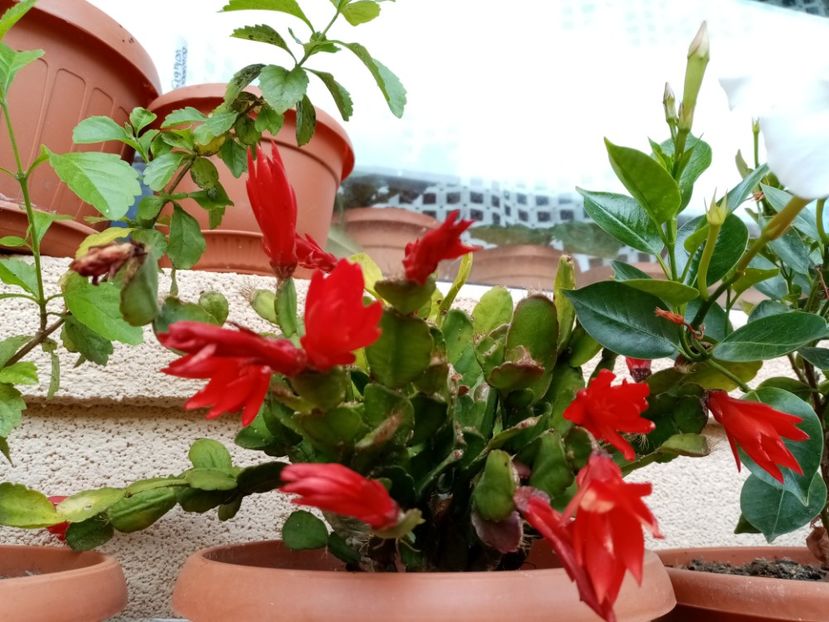  - Cactusi si suculente 2019