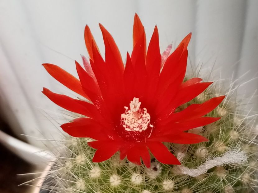  - Cactusi si suculente 2019