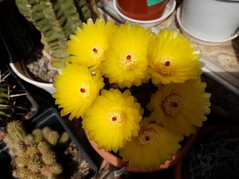  - Cactusi si suculente 2019