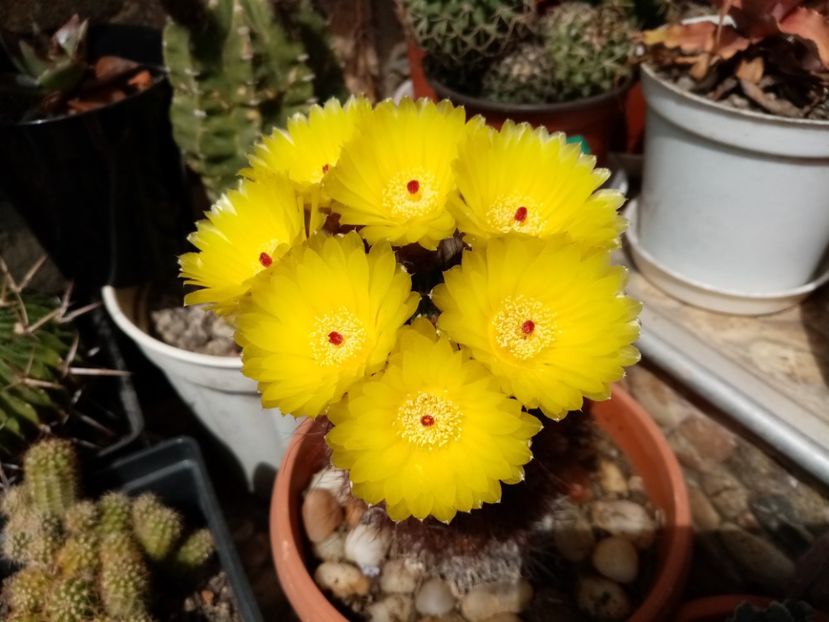  - Cactusi si suculente 2019