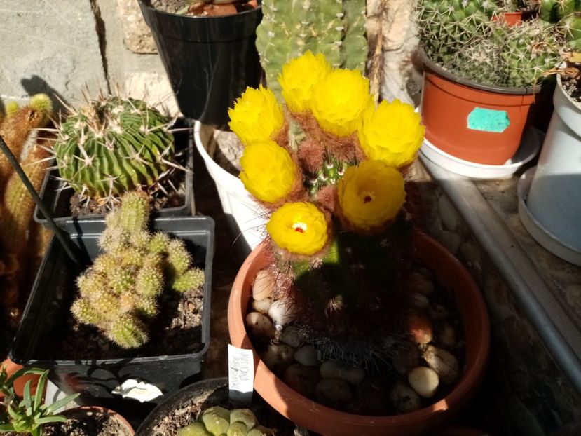  - Cactusi si suculente 2019