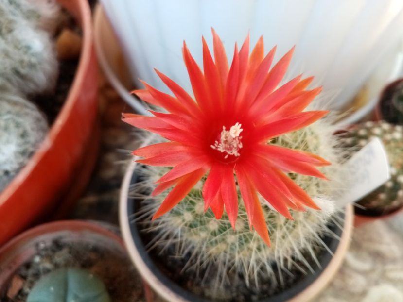  - Cactusi si suculente 2019