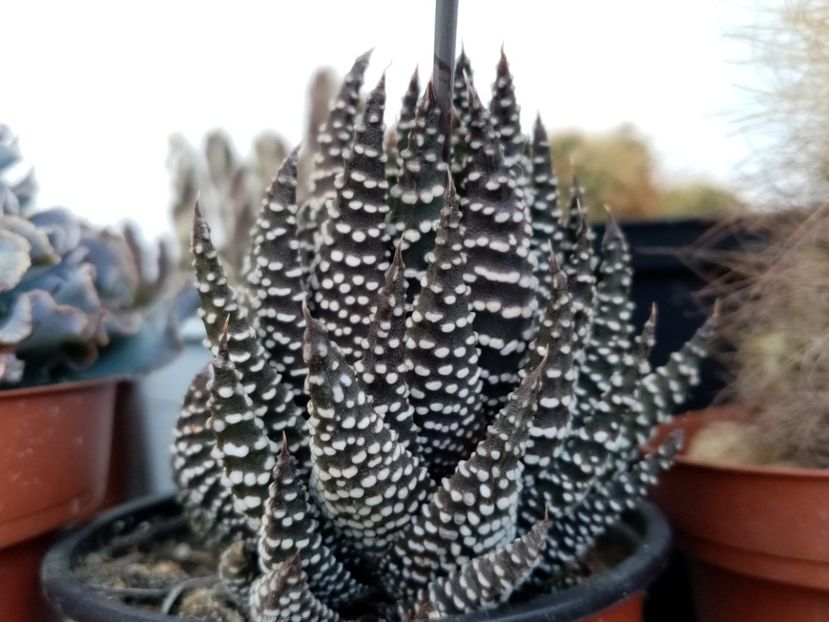  - Cactusi si suculente 2019