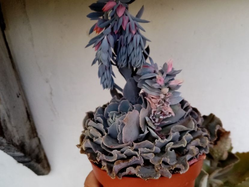 - Cactusi si suculente 2019