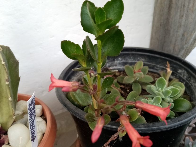  - Cactusi si suculente 2019