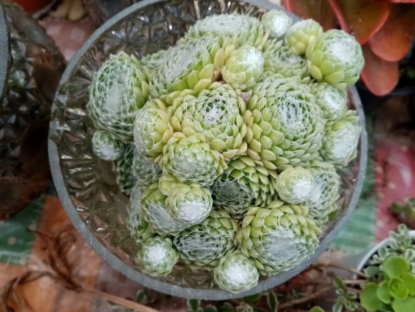  - Cactusi si suculente 2019