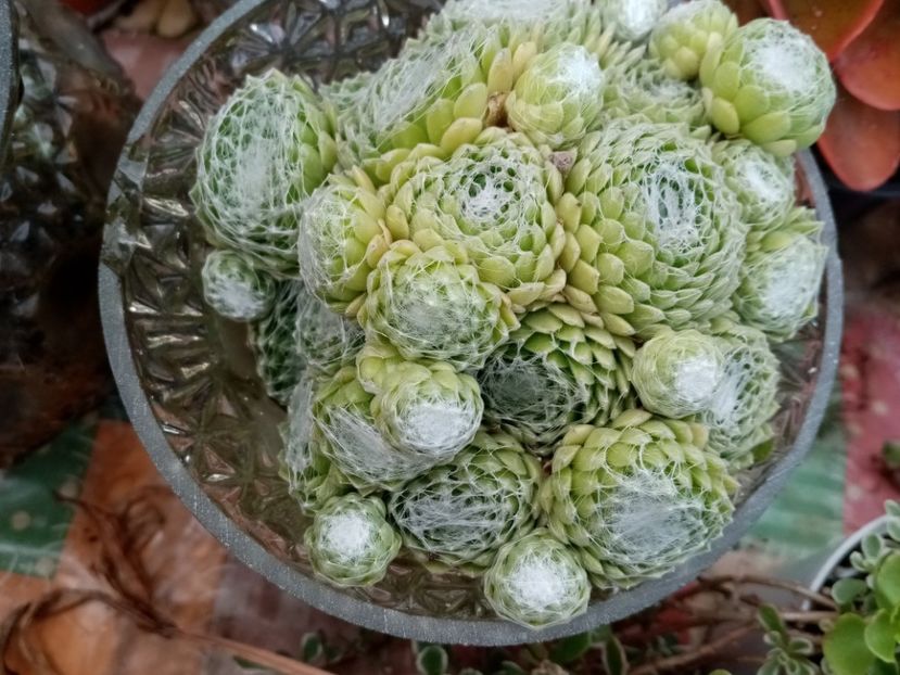  - Cactusi si suculente 2019