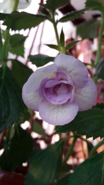 2019 - Lavender Bliss