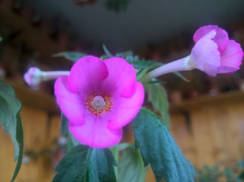 Amour - Achimenes si Achimenantha 2019