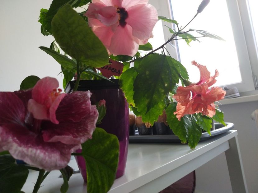  - Gradina mea
