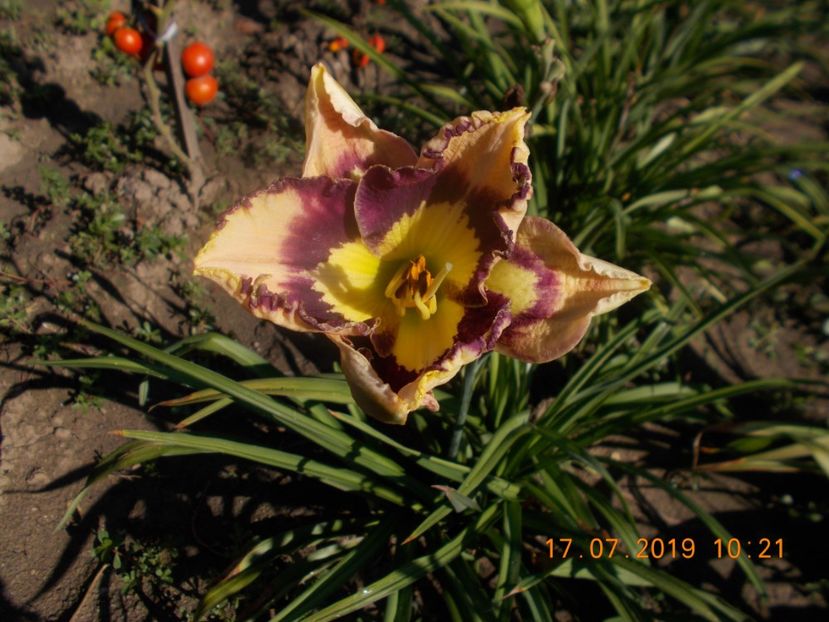 S-r3,8-spacecoast sea shells - HEMEROCALLISI-2019